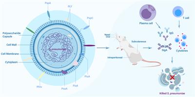 Recent progress in pneumococcal protein vaccines